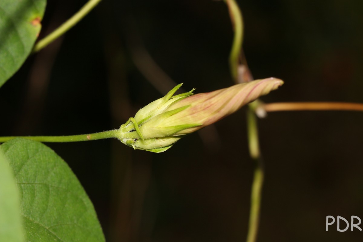 Ipomoea indica (Burm.) Merr.